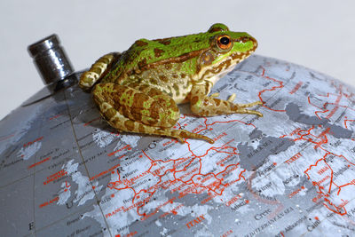 Close-up of frog on table