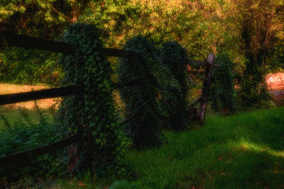 High angle view of trees growing in field