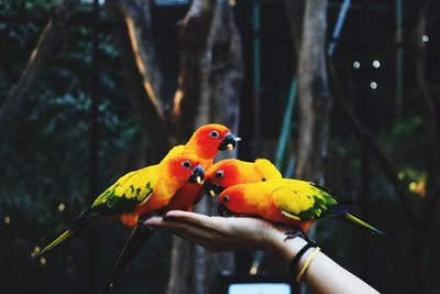 Close-up of parrot perching on yellow tree