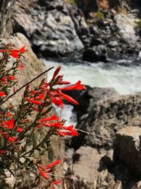 Close-up of red plant growing on rock