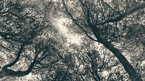 Low angle view of trees against sky