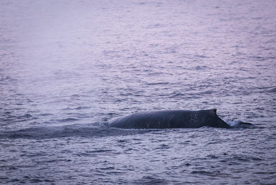 High angle view of whale swimming in sea