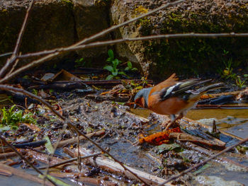 Close-up of bird perching on ground