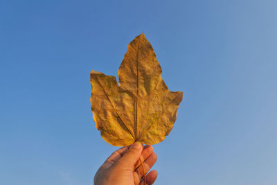 Cropped image of hand holding maple leaf against blue sky