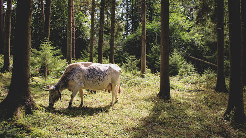 Horse grazing in forest