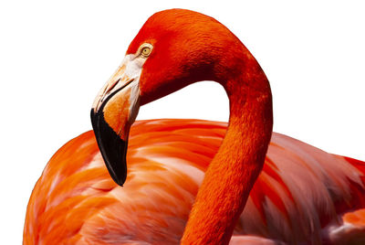 Close-up of flamingo