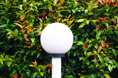 Close-up of electric lamp against plants