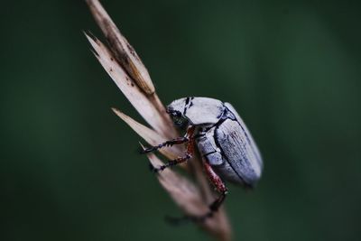 Close-up of fly on leaf