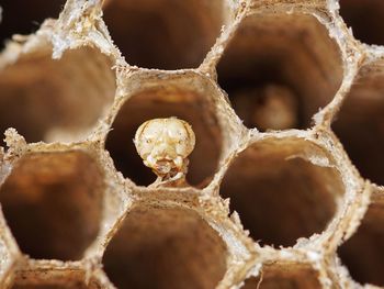 Full frame shot of dry honeycomb