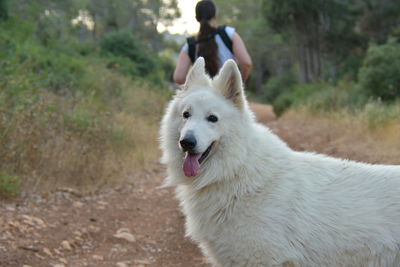 Sweet white german shepherd on a hike with woman and baby