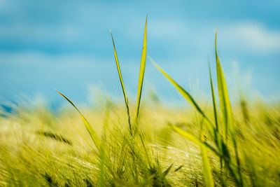 Close-up of wheat growing on field against sky