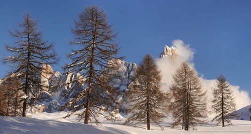 Trees on snow covered land against sky