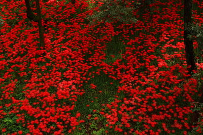 Full frame shot of red flowering plants