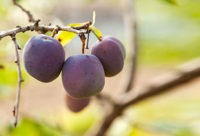 Close-up of fruits growing on tree