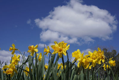 Close-up of yellow flowering plants on field against sky