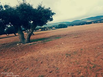 Trees on field against sky