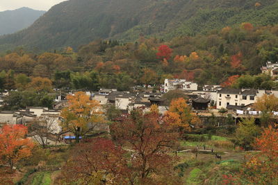 Trees and plants on mountain