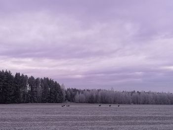 View of trees on field against sky