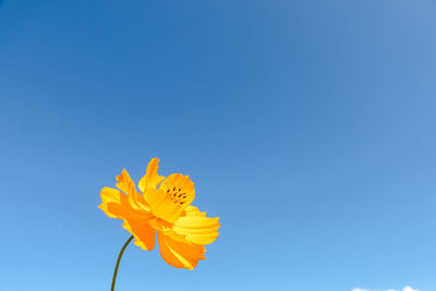 Low angle view of yellow flower against clear blue sky