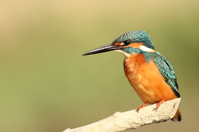 Close-up of bird perching on branch