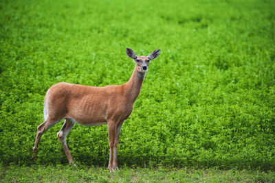 Side view of a horse on field