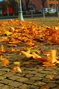 Close-up of yellow flowers on grass