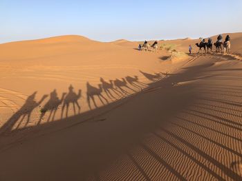 Camel riding on sand dune