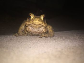 Close-up of frog on floor