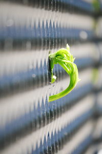 New leaves breaking through fence