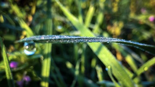 Close-up of wet grass