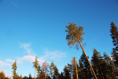 Low angle view of pine trees against blue sky