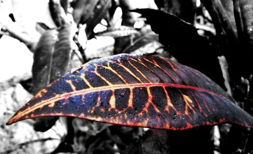 Close-up of leaf on tree