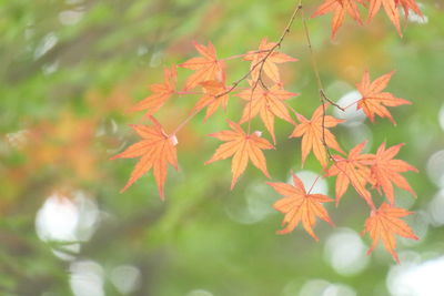 Close-up of maple leaves during autumn