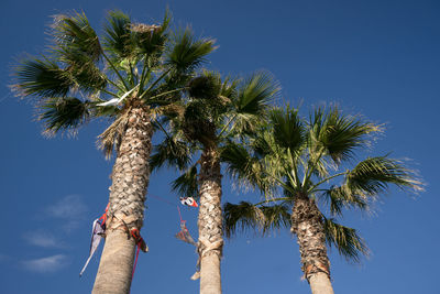 Low angle view of coconut palm tree against blue sky