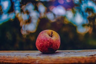 Close-up of apple on tree