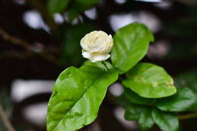 Close-up of white flowering plant