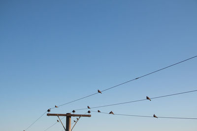 Low angle view of birds perching on cable