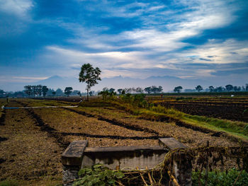 Scenic view of agricultural field against sky