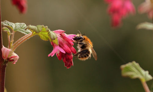 Close-up of bee pollinating on flower