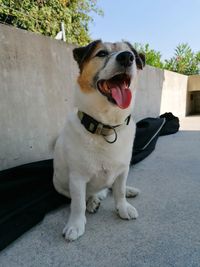 Dog looking away while sitting on floor