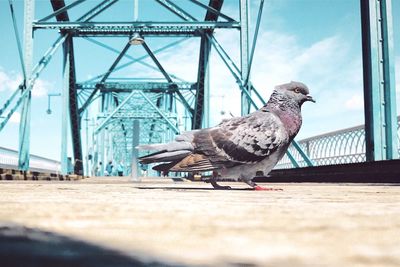 Low angle portrait of pigeon against sky on bridge