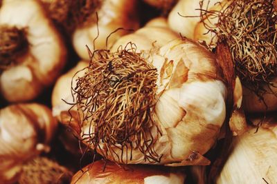 Close-up of dried eggs in nest