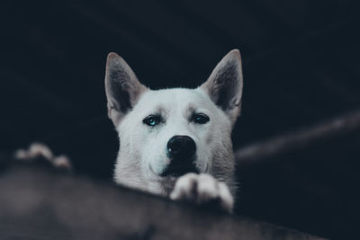 Close-up portrait of dog