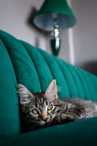 Close-up portrait of a cat