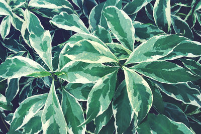 High angle view of leaves