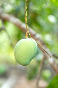 fruit
