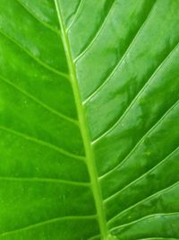 Full frame shot of green leaves