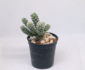 Close-up of potted plant against white background