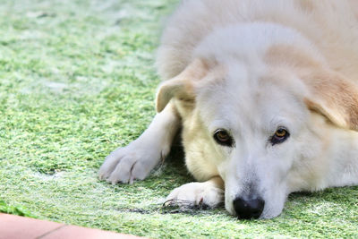 Close-up portrait of dog relaxing on field