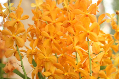 Close-up of yellow flowering plant